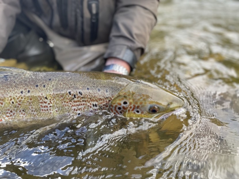 Abernant salmon - EB from Shrewsbury
